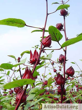 Tác dụng của hoa atiso đỏ có giống atiso Đà Lạt không?